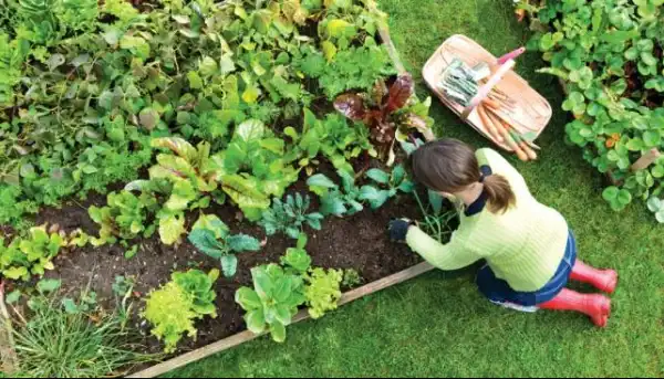 Huerto urbano en casa