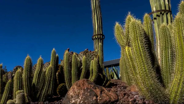 Jardín de plantas nativas y xeropaisajismo